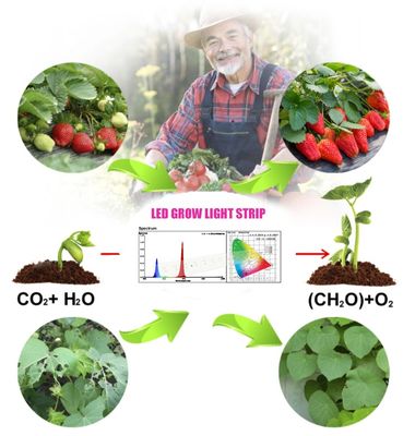 Chip đèn LED trồng cây 1W SMD 3030 màu xanh lam 440-470nm 300mA 3.0-3.4V